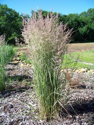 Calamagrostis x acutiflora 'Overdam' Feather Reed Grass from Kansas Roots