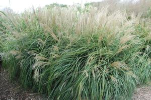 Miscanthus sinensis 'Adagio' Maiden Grass from Kansas Roots