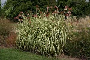 Miscanthus sinensis var. condensatus 'Cabaret' Japanese Silver Grass from Kansas Roots