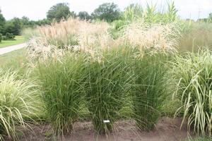 Miscanthus sinensis 'Graziella' Maiden Grass from Kansas Roots