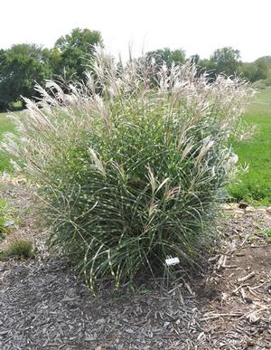 Miscanthus sinensis 'Little Zebra' Maiden Grass from Kansas Roots