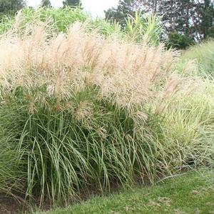 Miscanthus sinensis 'Malepartus' Maiden Grass from Kansas Roots