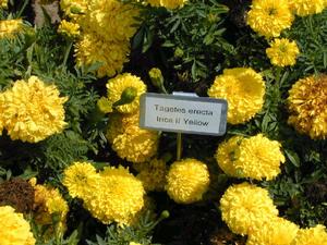 Tagetes erecta 'Inca II Yellow' African Marigold from Kansas Roots