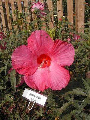 Hibiscus 'Anne Arundel' Perennial Hibiscus from Kansas Roots