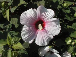Hibiscus 'Broadway Lights' Perennial Hibiscus from Kansas Roots