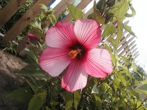 Hibiscus 'Candy Stripe' Perennial Hibiscus from Kansas Roots