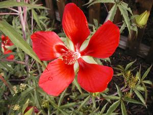 Hibiscus coccineus Mallow from Kansas Roots