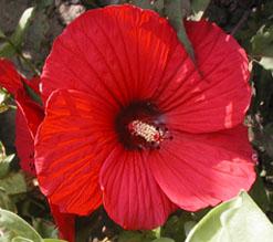 Hibiscus 'Fireball' Perennial Hibiscus from Kansas Roots