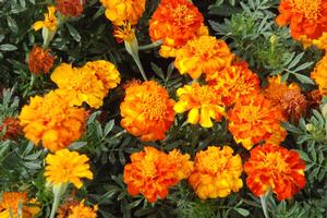 Tagetes patula 'Safari series' French Marigold from Kansas Roots