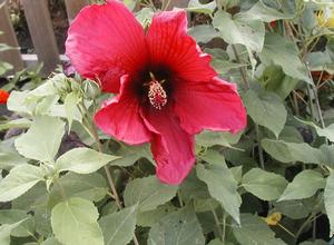 Hibiscus moscheutos 'Giant Maroon' Perennial Hibiscus from Kansas Roots