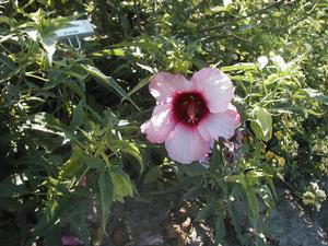 Hibiscus 'Lady Baltimore' Perennial Hibiscus from Kansas Roots