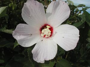 Hibiscus lasiocarpus Rose Mallow from Kansas Roots