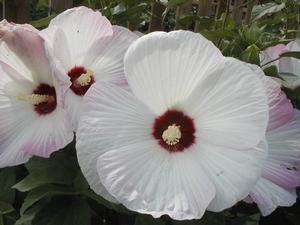 Hibiscus 'Matterhorn' Perennial Hibiscus from Kansas Roots