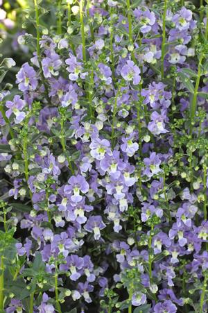Angelonia 'Angelface Series' Summer Snapdragon from Kansas Roots