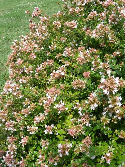 Abelia x grandiflora 'Rose Creek' Glossy Abelia from Kansas Roots