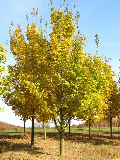 Acer miyabei Miyabe Maple from Kansas Roots