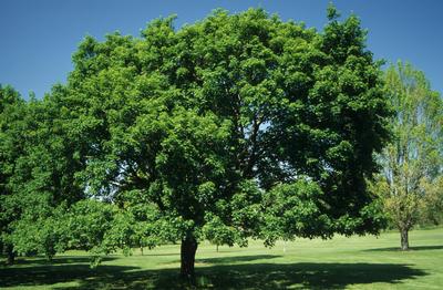 Acer platanoides Norway Maple from Kansas Roots