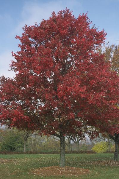 Acer rubrum Red Maple from Kansas Roots