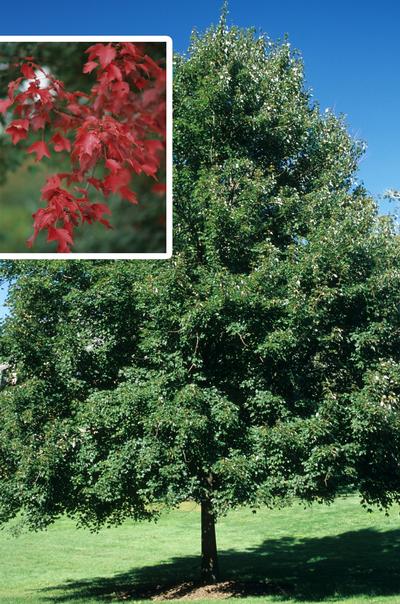 Acer rubrum 'Autumn Flame' Red Maple from Kansas Roots