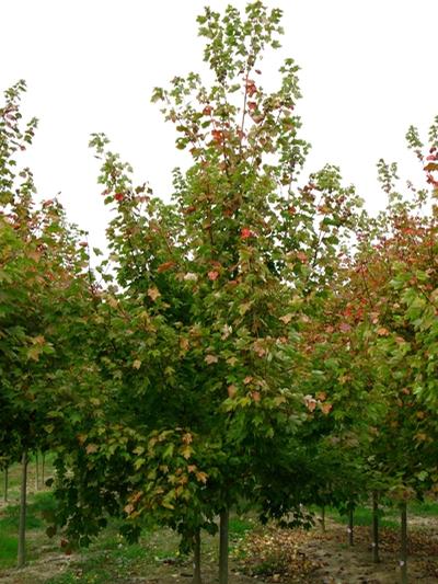 Acer rubrum 'Red Sunset®' Red Maple from Kansas Roots