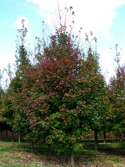 Acer rubrum 'Somerset' Red Maple from Kansas Roots