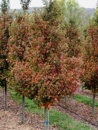 Acer rubrum 'Sun Valley' Red Maple from Kansas Roots