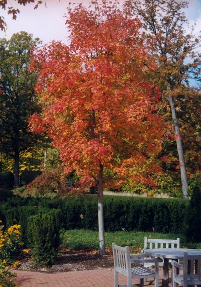 Acer saccharum 'Bonfire™' Sugar Maple from Kansas Roots