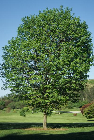 Acer saccharum 'Commemoration®' Sugar Maple from Kansas Roots