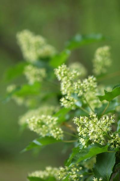Acer tataricum subsp. ginnala Amur Maple from Kansas Roots