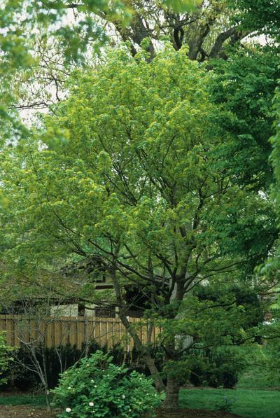 Acer truncatum Shantung Maple from Kansas Roots