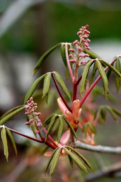 Aesculus pavia Red Buckeye from Kansas Roots