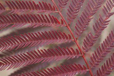 Albizia julibrissin 'Summer Chocolate' Mimosa from Kansas Roots