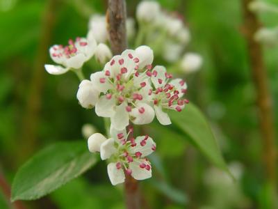 Aronia arbutifolia 'Brilliantissima' Red Chokeberry from Kansas Roots