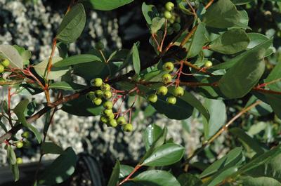 Aronia melanocarpa 'Autumn Magic' Black Chokeberry from Kansas Roots