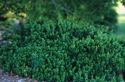 Berberis thunbergii 'Kobold' Japanese Barberry from Kansas Roots