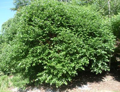 Betula nigra 'Little King' Dwarf River Birch from Kansas Roots