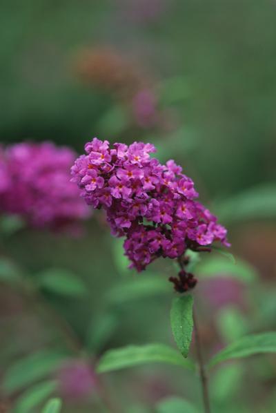 Buddleia davidii 'Nanho Purple' Butterfly Bush from Kansas Roots