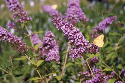 Buddleia davidii 'Pink Delight' Butterfly Bush from Kansas Roots