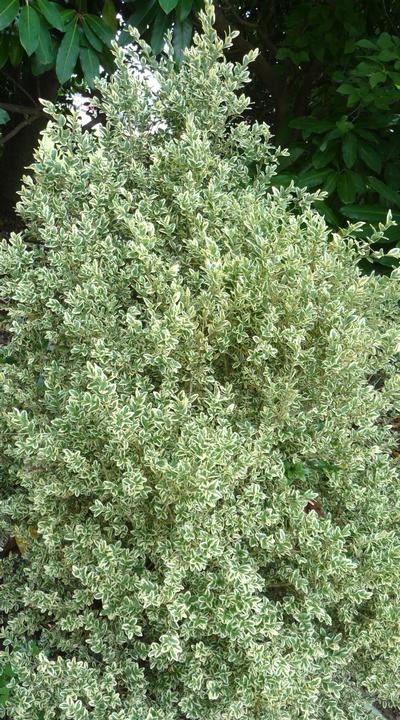 Buxus sempervirens 'Elegantissima' Boxwood from Kansas Roots