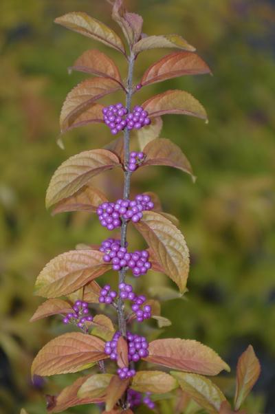 Callicarpa dichotoma 'Early Amethyst' Beautyberry from Kansas Roots