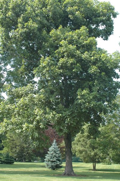 Carya ovata Shagbark Hickory from Kansas Roots