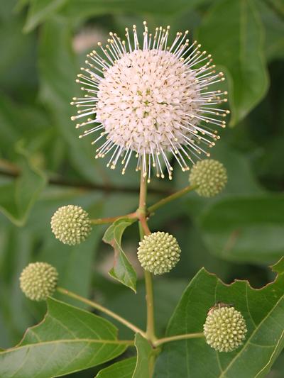 Cephalanthus occidentalis 'Sputnik' Buttonbush from Kansas Roots
