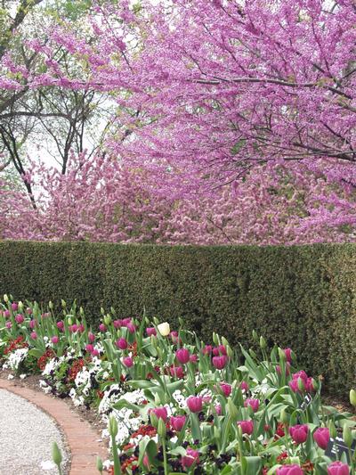 Cercis canadensis Redbud from Kansas Roots