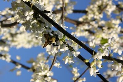 Cercis canadensis 'Alba' Redbud from Kansas Roots