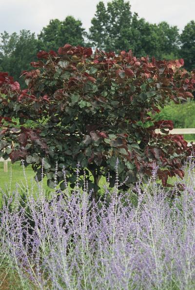 Cercis canadensis 'Forest Pansy' Redbud from Kansas Roots
