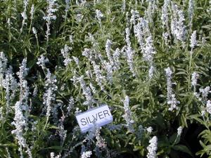 Salvia farinacea Silver White