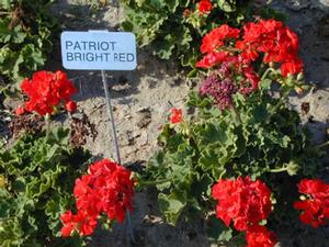 Pelargonium x hortorum Patriot Bright Red